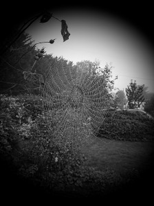 Autumn Web 2